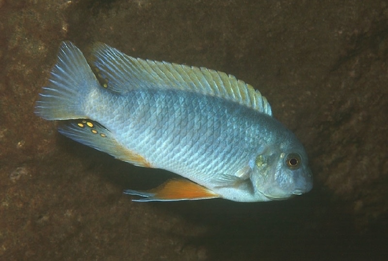 Labeotropheus fuelleborni 'Nkhungu Reef'